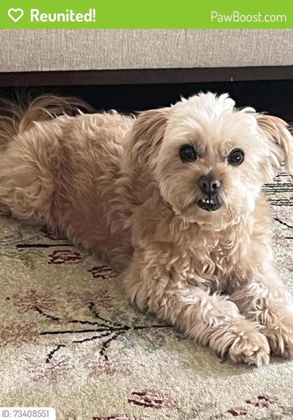 Reunited Female Dog last seen Windsor Drive, La Mesa, CA 91941