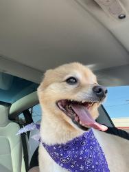 Lost Male Dog last seen Near charle st Costa Mesa ca, Costa Mesa, CA 92627