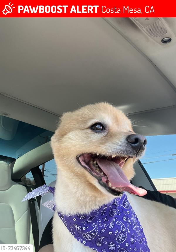 Lost Male Dog last seen Near charle st Costa Mesa ca, Costa Mesa, CA 92627
