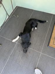 Found/Stray Male Dog last seen Oakland, Oakland, CA 94612