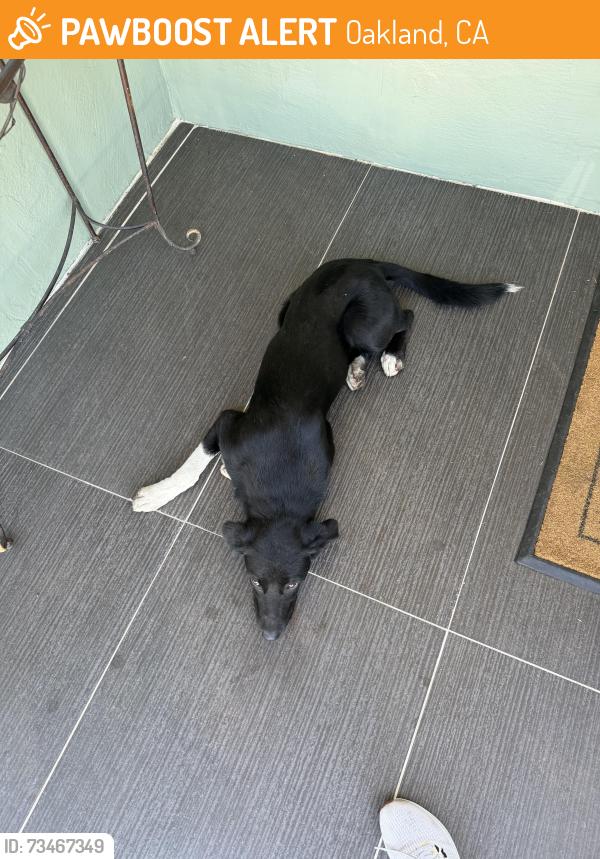 Found/Stray Male Dog last seen Oakland, Oakland, CA 94612