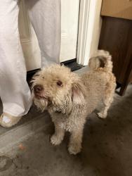 Found/Stray Unknown Dog last seen Found near Berryessa, San Jose, CA 95112
