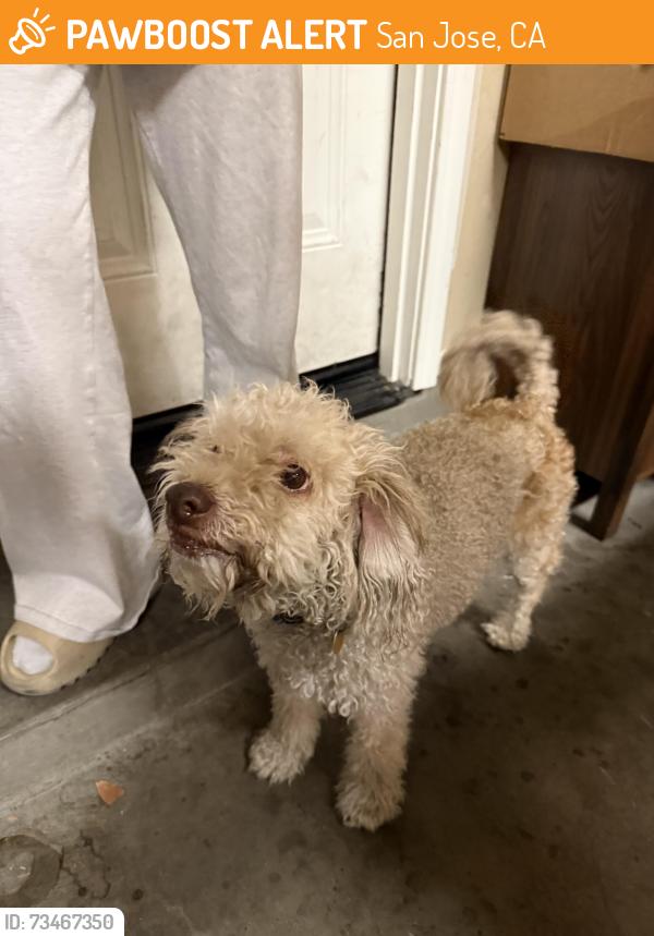 Found/Stray Unknown Dog last seen Found near Berryessa, San Jose, CA 95112
