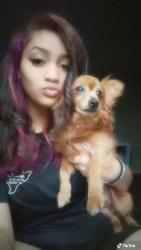 Reunited Male Dog last seen Edelweiss Dr, Grand Prairie, TX 75052, USA, Grand Prairie, TX 75052
