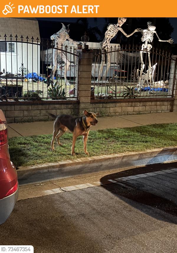 Found/Stray Unknown Dog last seen S ninth ave, Hacienda Heights, CA 91745