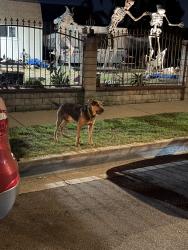 Found/Stray Unknown Dog last seen S ninth ave, Hacienda Heights, CA 91745
