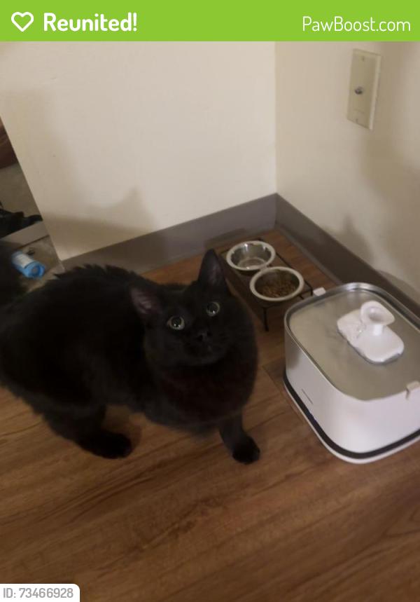 Reunited Male Cat last seen Near fairchild ave, Anchorage, AK 99506