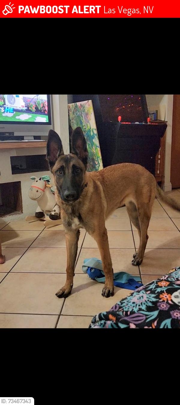 Lost Female Dog last seen Near and jones, Las Vegas, NV 89108