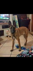 Lost Female Dog last seen Near and jones, Las Vegas, NV 89108
