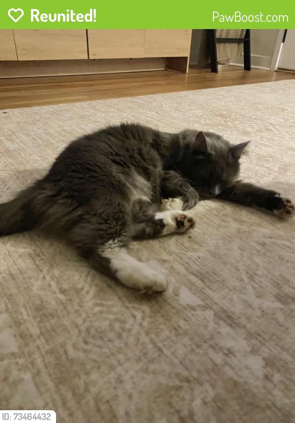 Reunited Male Cat last seen N Ullman Street, Appleton, WI 54911