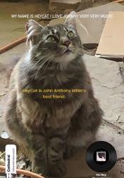 Lost Female Cat last seen Foothill Road and Estrella in Ventura, Calif., Ventura, CA 93003