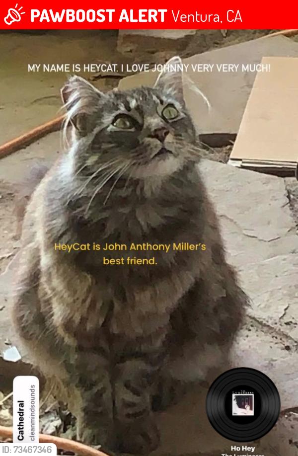 Lost Female Cat last seen Foothill Road and Estrella in Ventura, Calif., Ventura, CA 93003