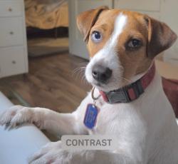 Reunited Male Dog last seen Crosstimbers and Irvington, Houston, TX 77022