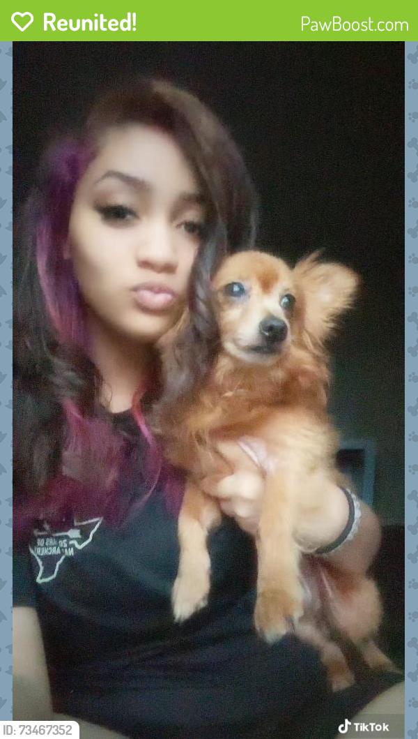 Reunited Male Dog last seen Edelweiss Dr, Grand Prairie, TX 75052, USA, Grand Prairie, TX 75052