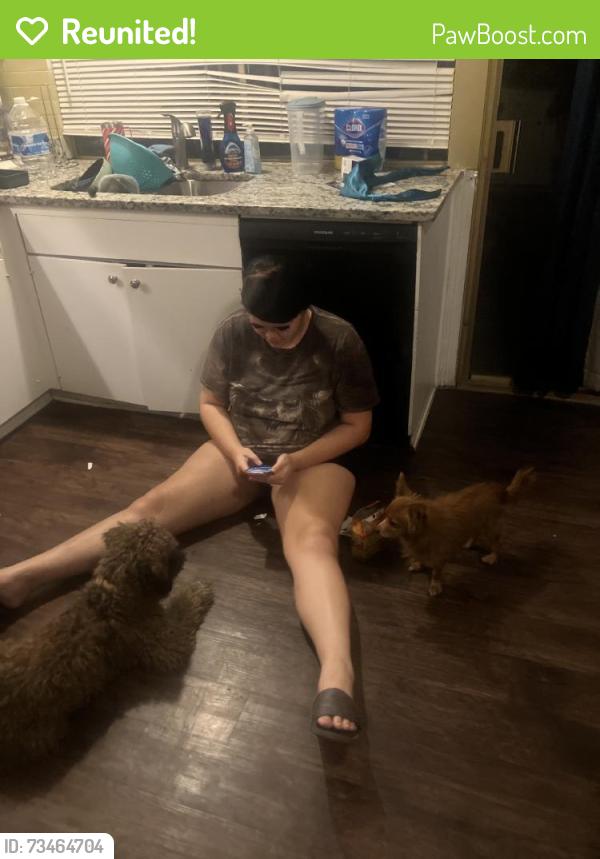 Reunited Female Dog last seen Teal Dr, Grand Prairie, TX 75052, USA, Grand Prairie, TX 75052