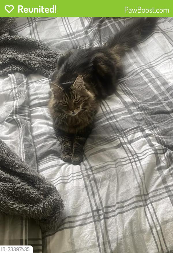 Reunited Male Cat last seen Redan Road, North Town, England GU12 4DR