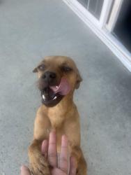 Lost Male Dog last seen Jenifer Ave, Glendora, CA 91740