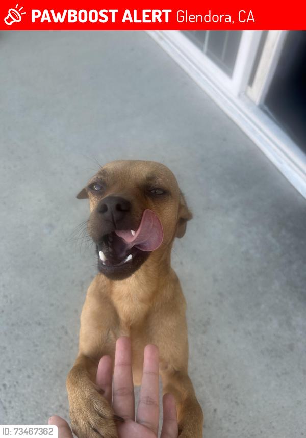 Lost Male Dog last seen Jenifer Ave, Glendora, CA 91740