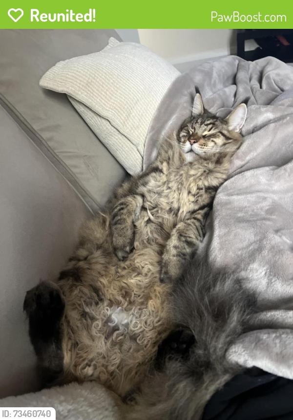 Reunited Male Cat last seen by lumber lane/ roe green, Worsley, England 