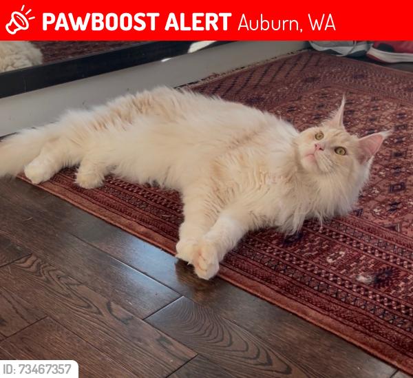 Lost Male Cat last seen 42nd ave s, Auburn WA, Auburn, WA 98001