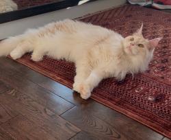 Lost Male Cat last seen 42nd ave s, Auburn WA, Auburn, WA 98001