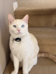 Lost Male Cat last seen Tesoro, Santa Clarita, CA 91354