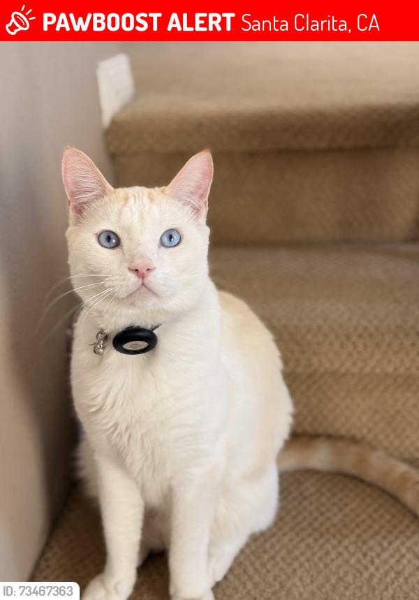 Lost Male Cat last seen Tesoro, Santa Clarita, CA 91354