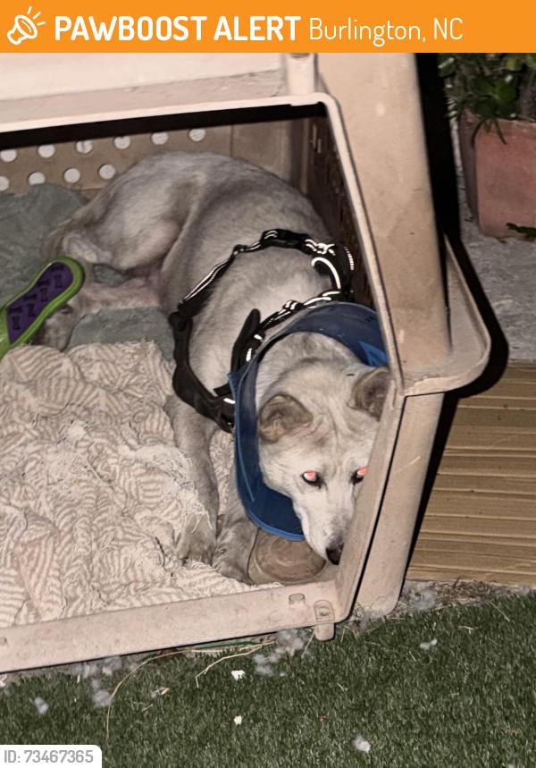 Found/Stray Unknown Dog last seen May ct, Burlington, NC 27215
