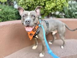 Shelter Stray Male Dog last seen Near W 35th Street, NEW YORK, NY, 10001, 326 E 110th St, New York, NY 10029, USA