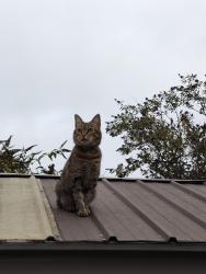 Lost Female Cat last seen Atherton Close, Shalford, England 