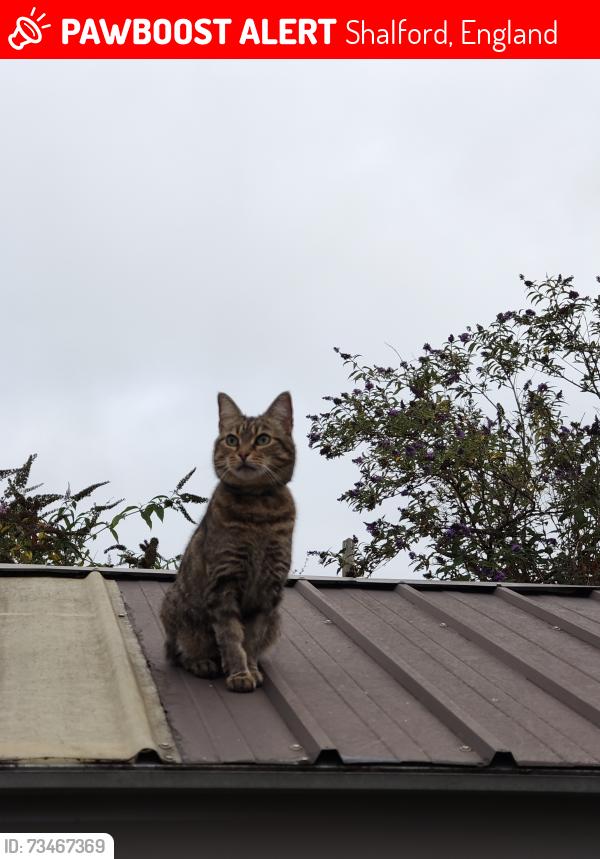 Lost Female Cat last seen Atherton Close, Shalford, England 