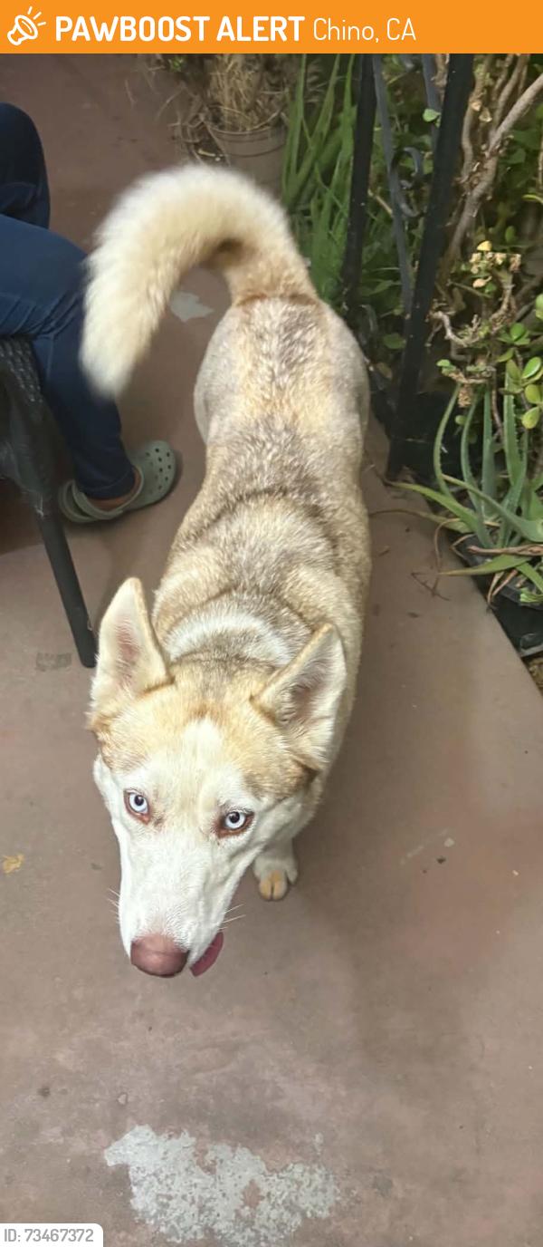 Found/Stray Female Dog last seen Riverside & Wright CHINO CA, Chino, CA 91710