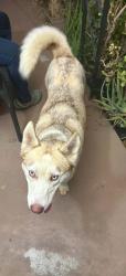 Found/Stray Female Dog last seen Riverside & Wright CHINO CA, Chino, CA 91710
