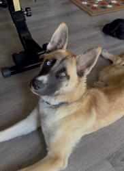 Lost Female Dog last seen Ross & Elm 10 Freeway & Atlantic ALHAMBRA CA, Alhambra, CA 91803