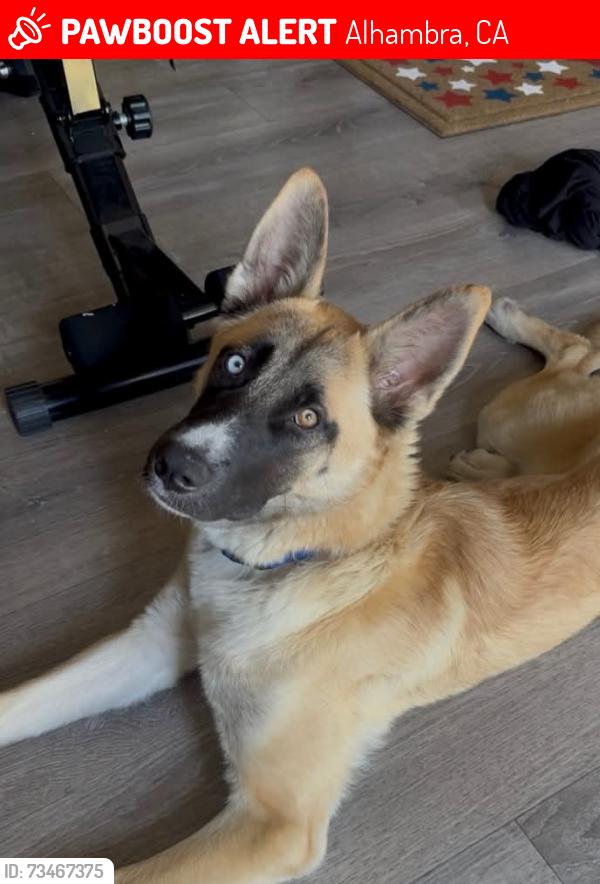 Lost Female Dog last seen Ross & Elm 10 Freeway & Atlantic ALHAMBRA CA, Alhambra, CA 91803