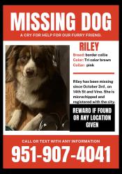 Reunited Female Dog last seen 14th St and Vine, Highland, CA 92346