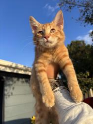 Lost Unknown Cat last seen Near S Baird St, Midland, TX 79701