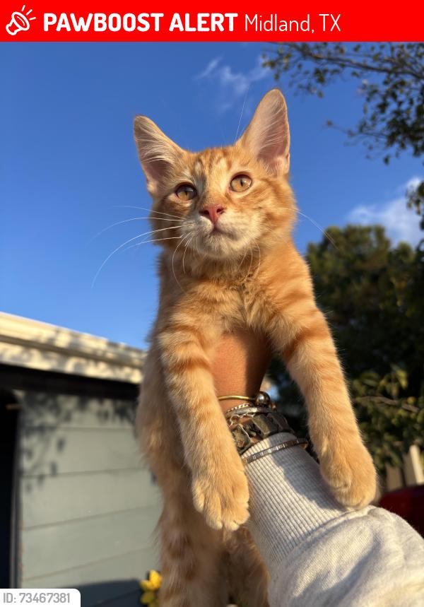 Lost Unknown Cat last seen Near S Baird St, Midland, TX 79701