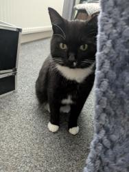 Lost Male Cat last seen Argyll avenue, Birkenhead, England 