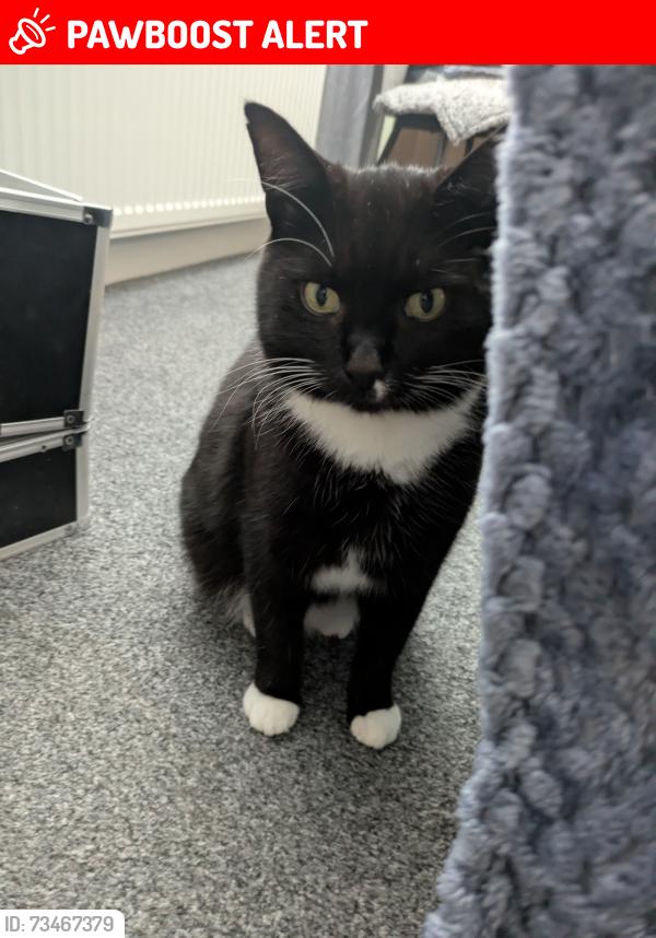 Lost Male Cat last seen Argyll avenue, Birkenhead, England 