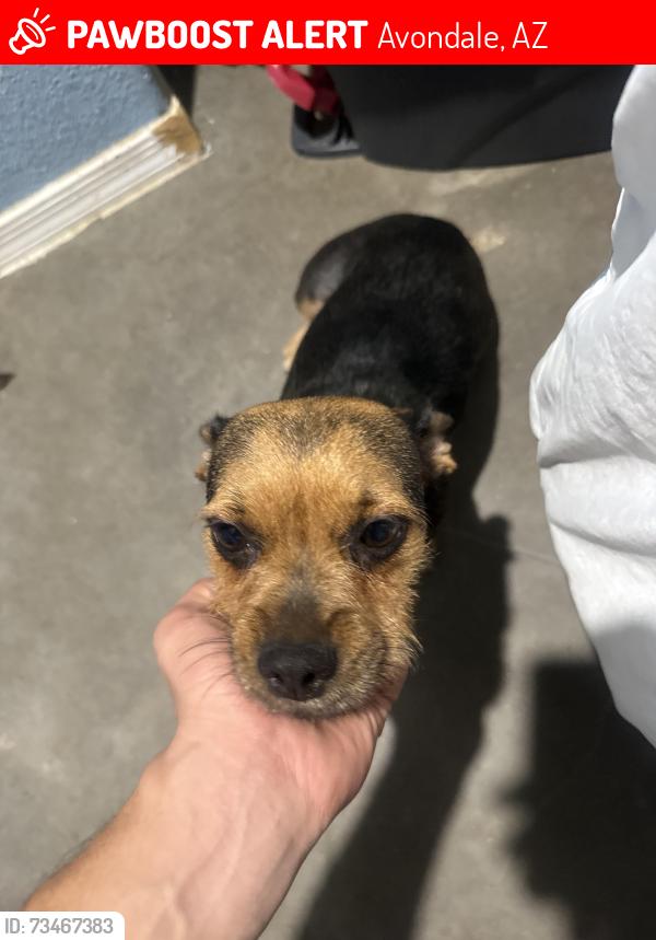 Lost Female Dog last seen S 127th ave and W Illini St, Avondale, AZ 85323