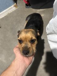 Lost Female Dog last seen S 127th ave and W Illini St, Avondale, AZ 85323