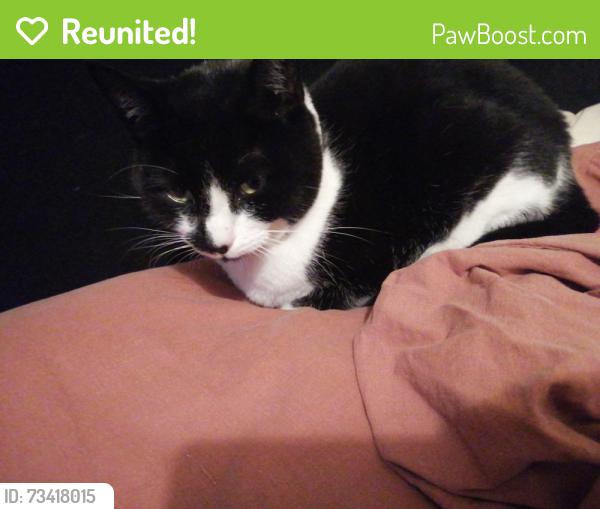 Reunited Female Cat last seen Broadlands Road, Southampton, England SO17 3AP
