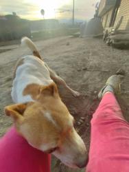 Lost Male Dog last seen by redwood elementary, West Valley City, UT 84119
