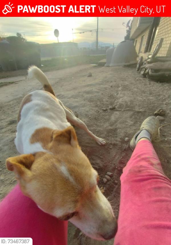 Lost Male Dog last seen by redwood elementary, West Valley City, UT 84119