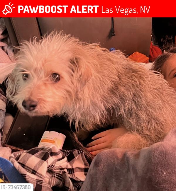 Lost Female Dog last seen Washington and lamb, Las Vegas, NV 89110