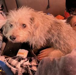 Lost Female Dog last seen Washington and lamb, Las Vegas, NV 89110
