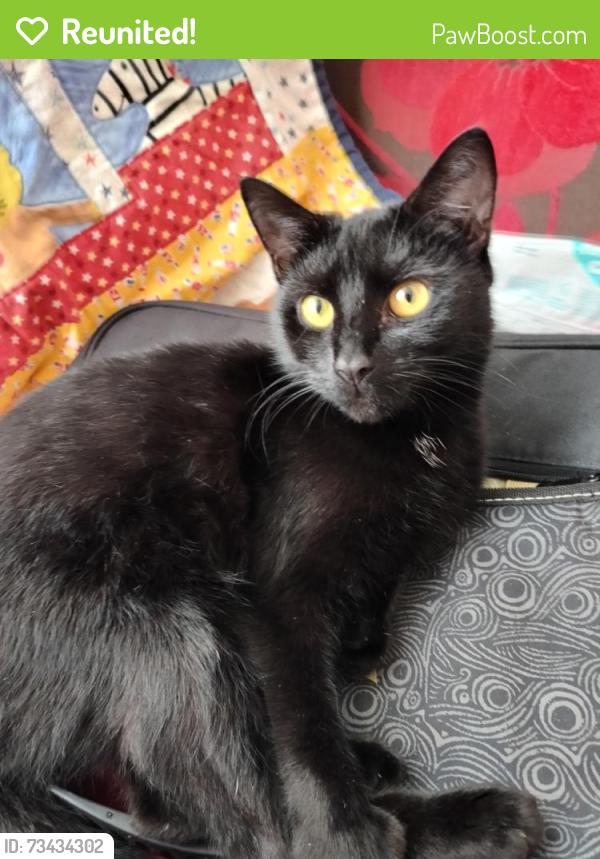 Reunited Female Cat last seen Dongola road, Greater London, England N17 6EE