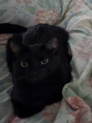Lost Female Cat last seen Dusham and McRoberts, Mather, CA 95655