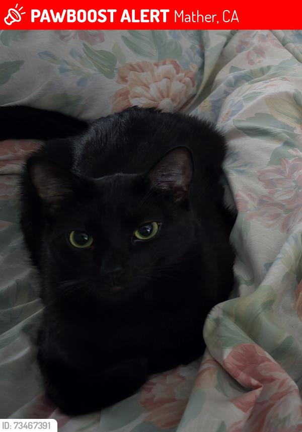 Lost Female Cat last seen Dusham and McRoberts, Mather, CA 95655